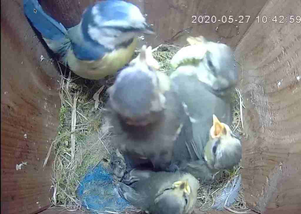 Bluetit nestbox camera footage captures birds ready to fledge